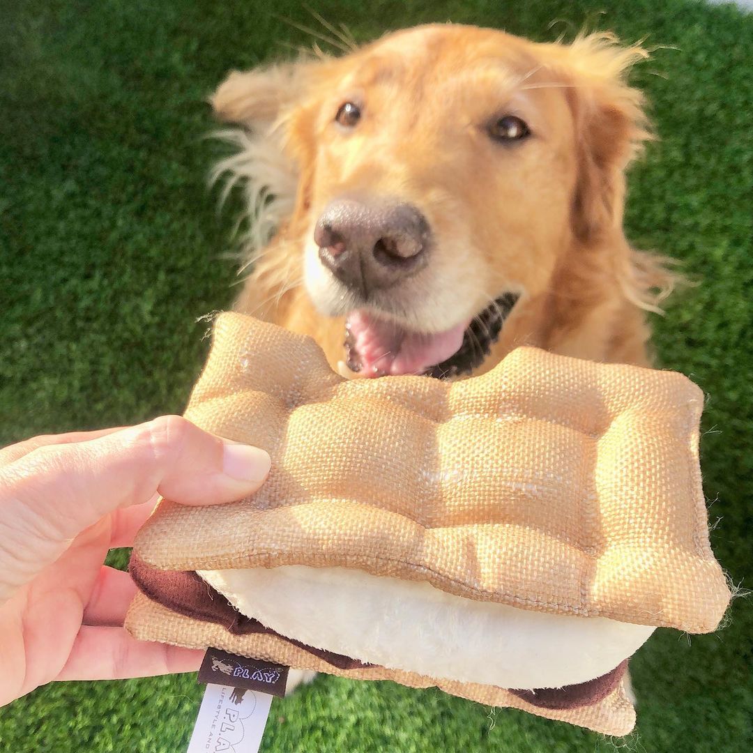 Crinkle Dog Toy - Golden Boy. Dog Actor & Model. (@finnbodey) • Instagram photos and videos