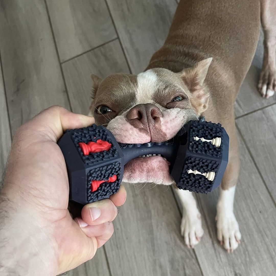 Dog Chew Toy - Justin Germino (DragonBlogger) (@dragonbloggers) • Instagram photo