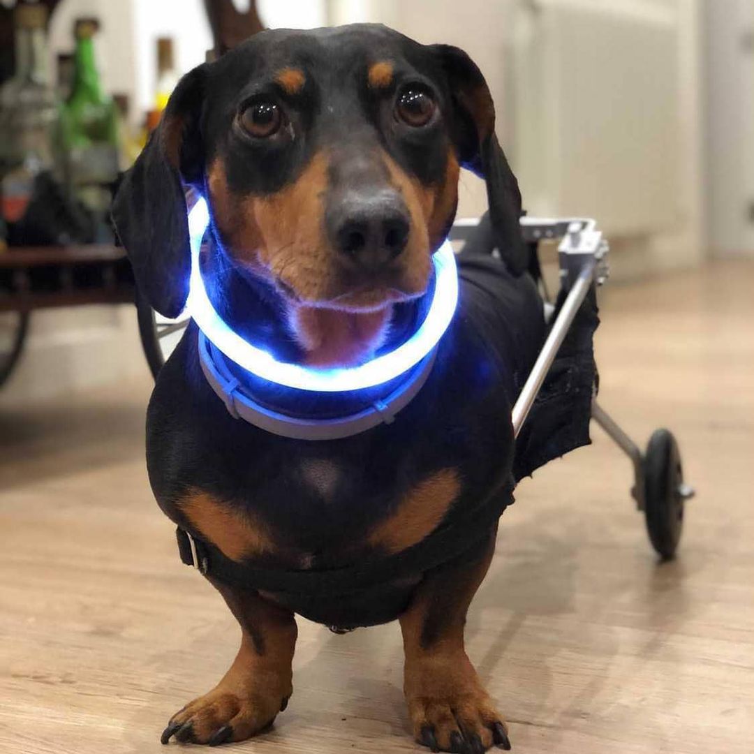 Led Dog Collar - Puppy (@mt.ddogs) • Instagram photo