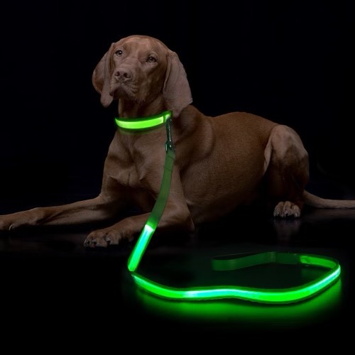 LED Dog Leash - KS Producers (@ksproducers) • Instagram photo
