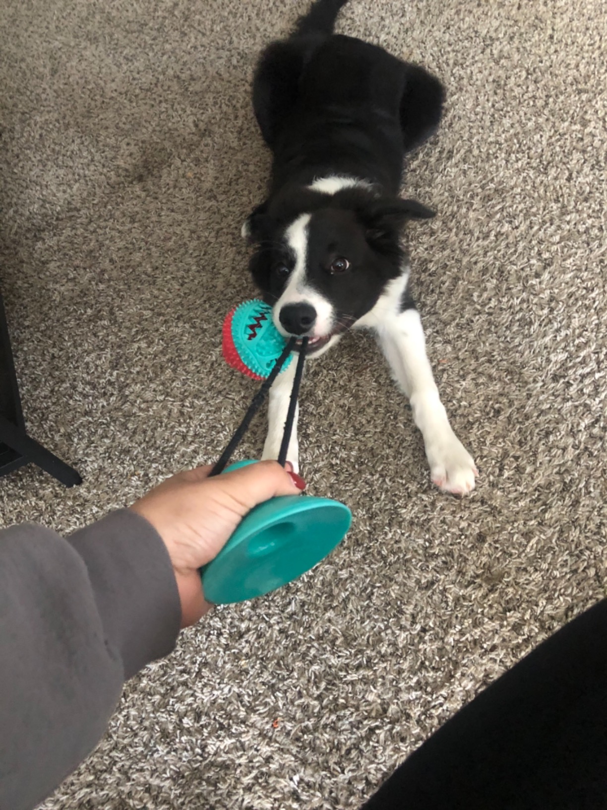 Tug of War Dog Toy - Crystal Gomez at Amazon